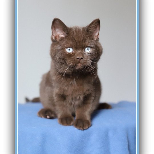chat British Shorthair chocolate Umpasse des bonbons Chatterie CARBIN chocolate 