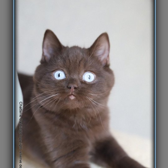 chat British Shorthair chocolate Umpasse des bonbons Chatterie CARBIN chocolate 