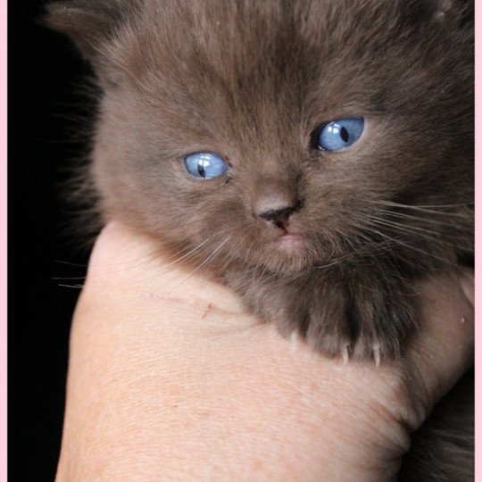 chat British Shorthair chocolate Umpasse des bonbons Chatterie CARBIN chocolate 