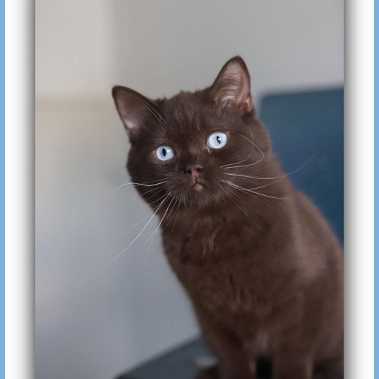 chat British Shorthair chocolate Umpasse des bonbons Chatterie CARBIN chocolate 
