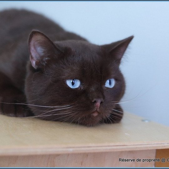 chat British Shorthair chocolate Umpasse des bonbons Chatterie CARBIN chocolate 