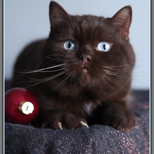 chat British Shorthair chocolate Umpasse des bonbons Chatterie CARBIN chocolate 
