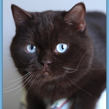 Umpasse des bonbons CARBIN Mâle British Shorthair