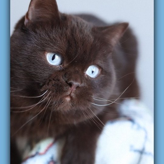 chat British Shorthair chocolate Umpasse des bonbons Chatterie CARBIN chocolate 
