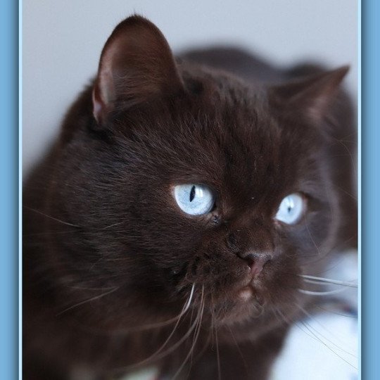 chat British Shorthair chocolate Umpasse des bonbons Chatterie CARBIN chocolate 