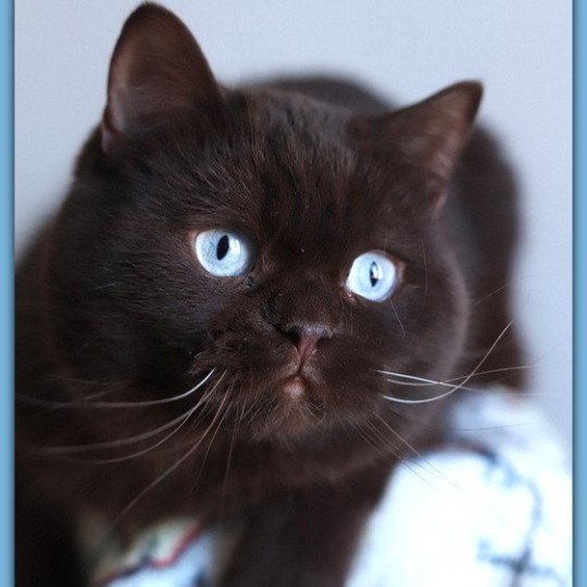 chat British Shorthair chocolate Umpasse des bonbons Chatterie CARBIN chocolate 