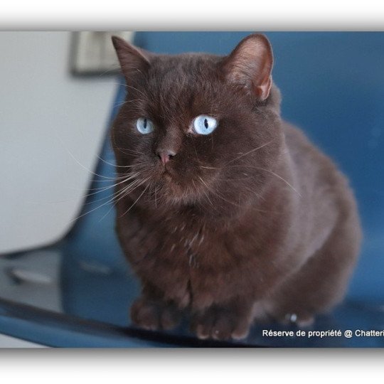 chat British Shorthair chocolate Umpasse des bonbons Chatterie Carbin chocolate 