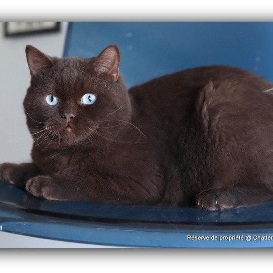 chat British Shorthair chocolate Umpasse des bonbons Chatterie Carbin chocolate 