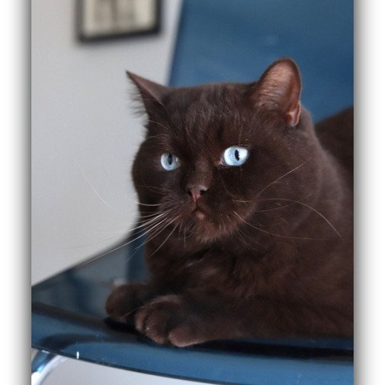 chat British Shorthair chocolate Umpasse des bonbons Chatterie Carbin chocolate 