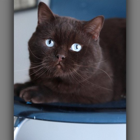 chat British Shorthair chocolate Umpasse des bonbons Chatterie Carbin chocolate 