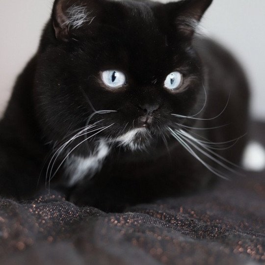 chat British Shorthair black Velours blue Chatterie CARBIN black 