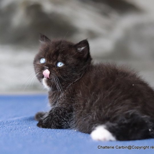 chat British Shorthair black Velours blue Chatterie CARBIN black 