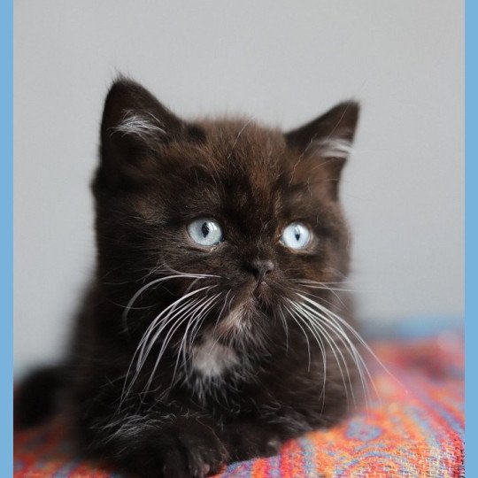 chat British Shorthair black Velours blue Chatterie CARBIN black 