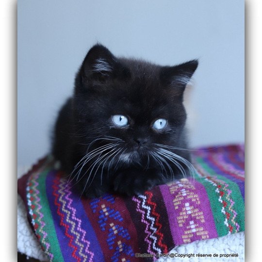 chat British Shorthair black Velours blue Chatterie CARBIN black 