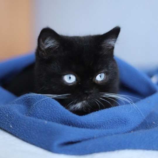 chat British Shorthair black Velours blue Chatterie CARBIN black 