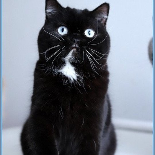 chat British Shorthair black Velours blue Chatterie CARBIN black 