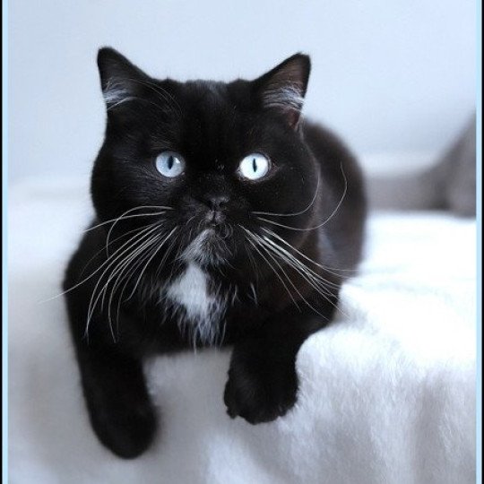 chat British Shorthair black Velours blue Chatterie CARBIN black 
