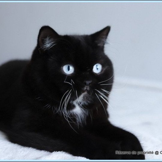 chat British Shorthair black Velours blue Chatterie CARBIN black 