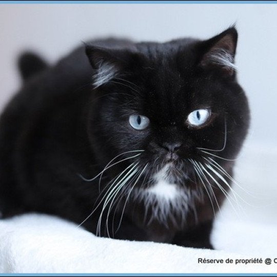 chat British Shorthair black Velours blue Chatterie CARBIN black 