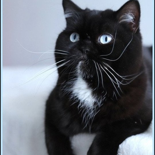chat British Shorthair black Velours blue Chatterie CARBIN black 