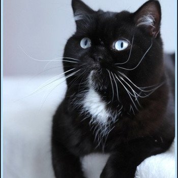 Velours blue CARBIN Femelle British Shorthair