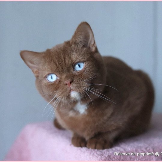chat British Shorthair cinnamon Vénus Chatterie CARBIN cinnamon 