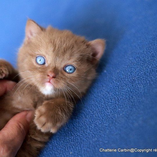 chat British Shorthair cinnamon Vénus Chatterie CARBIN cinnamon 