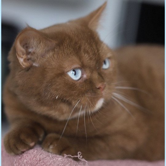chat British Shorthair cinnamon Vénus Chatterie CARBIN cinnamon 