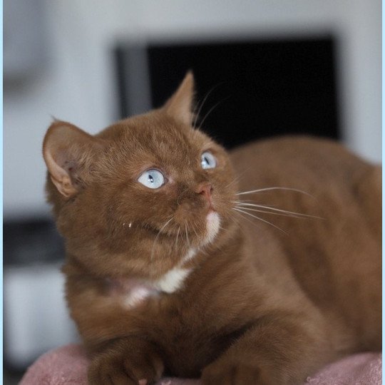 chat British Shorthair cinnamon Vénus Chatterie CARBIN cinnamon 