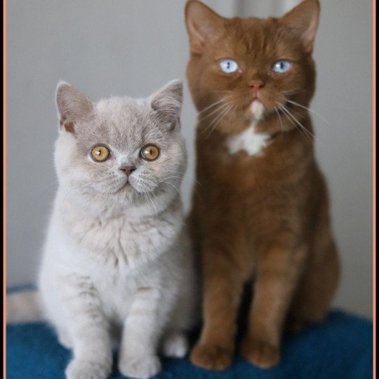 chat British Shorthair cinnamon Vénus Chatterie CARBIN cinnamon 