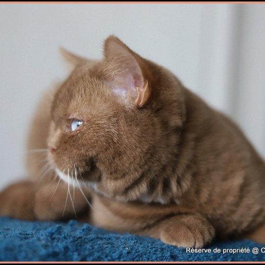 chat British Shorthair cinnamon Vénus Chatterie CARBIN cinnamon 