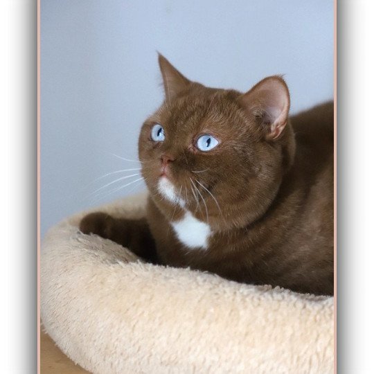chat British Shorthair cinnamon Vénus Chatterie CARBIN cinnamon 