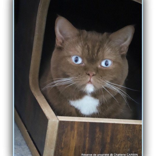 chat British Shorthair cinnamon Vénus Chatterie CARBIN cinnamon 