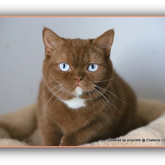 chat British Shorthair cinnamon Vénus Chatterie CARBIN cinnamon 