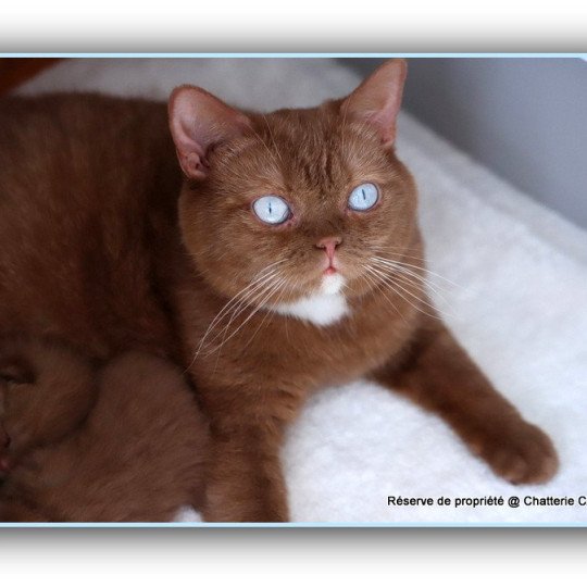 chat British Shorthair cinnamon Vénus Chatterie CARBIN cinnamon 