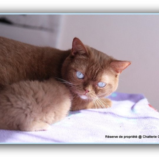 chat British Shorthair cinnamon Vénus Chatterie CARBIN cinnamon 