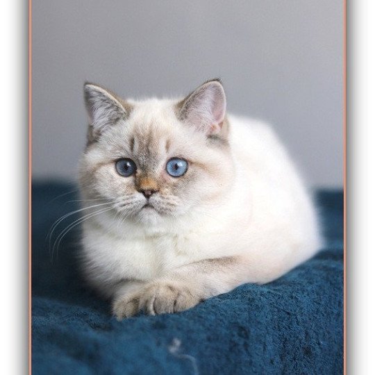 chat British Shorthair seal golden shaded point Villa Demoiselle Chatterie CARBIN seal golden shaded point