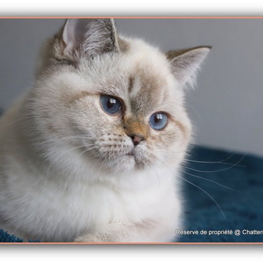chat British Shorthair seal golden shaded point Villa Demoiselle Chatterie CARBIN seal golden shaded point