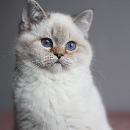 chat British Shorthair seal golden shaded point Villa Demoiselle Chatterie CARBIN seal golden shaded point