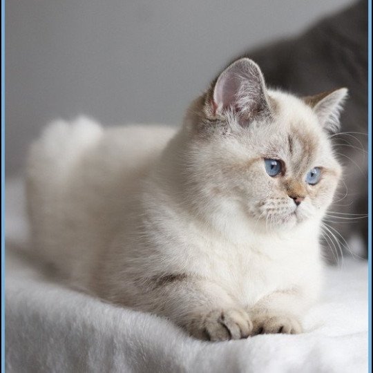 chat British Shorthair seal golden shaded point Villa Demoiselle Chatterie Carbin seal golden shaded point