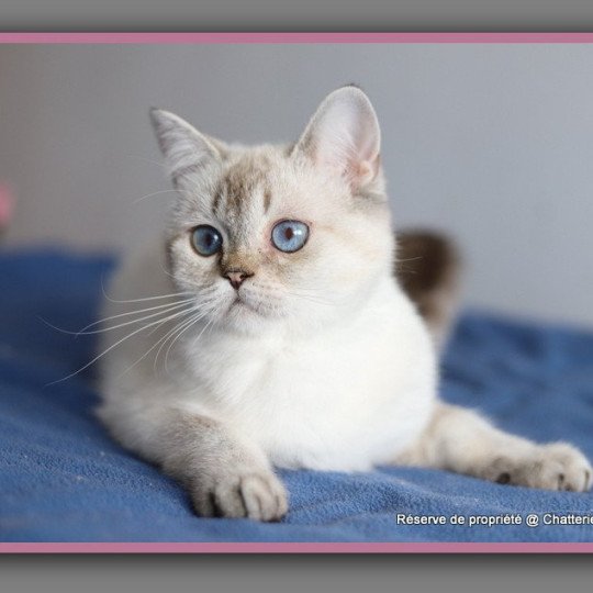 chat British Shorthair seal golden shaded point Villa Demoiselle Chatterie Carbin seal golden shaded point