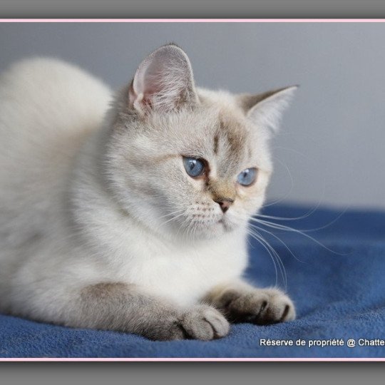 chat British Shorthair seal golden shaded point Villa Demoiselle Chatterie Carbin seal golden shaded point