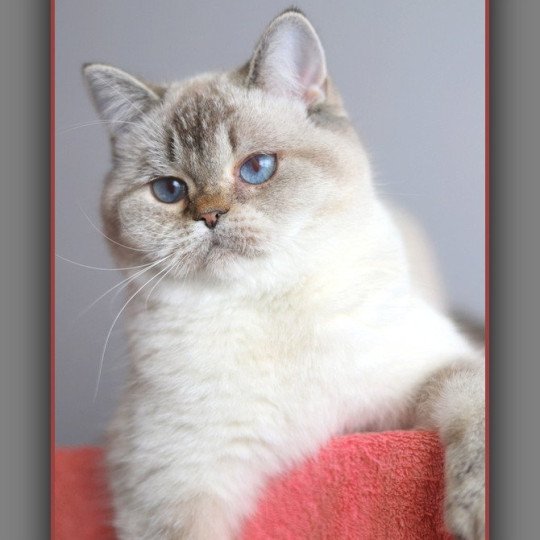 chat British Shorthair seal golden shaded point Villa Demoiselle Chatterie Carbin seal golden shaded point