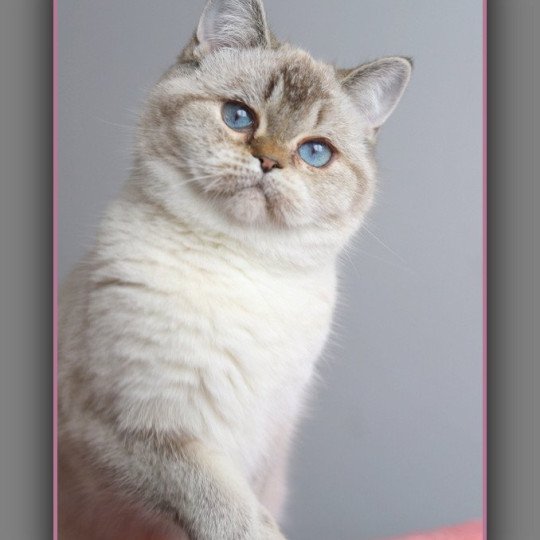 chat British Shorthair seal golden shaded point Villa Demoiselle Chatterie Carbin seal golden shaded point
