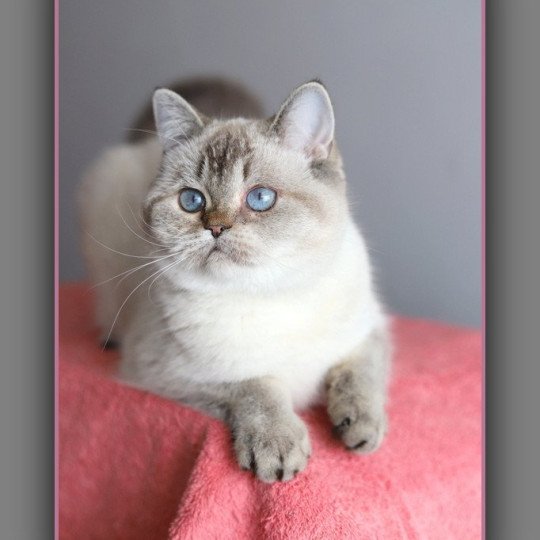 chat British Shorthair seal golden shaded point Villa Demoiselle Chatterie Carbin seal golden shaded point