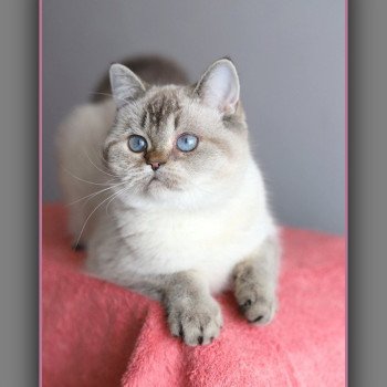 Villa Demoiselle CARBIN Femelle British Shorthair