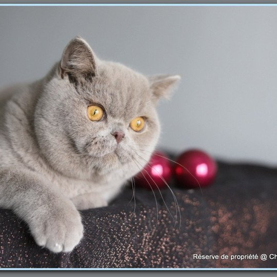 chat British Shorthair lilac Wictor French CARBIN Chatterie CARBIN lilac 
