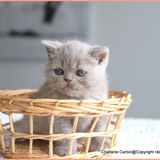 chat British Shorthair lilac Wictor French Chatterie CARBIN lilac 