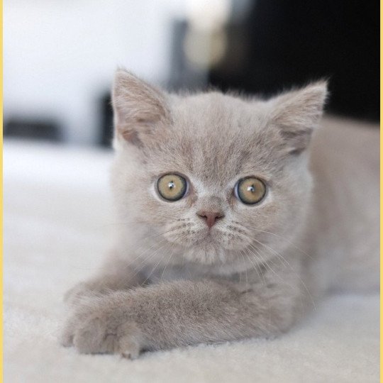 chat British Shorthair lilac Wictor French Chatterie CARBIN lilac 