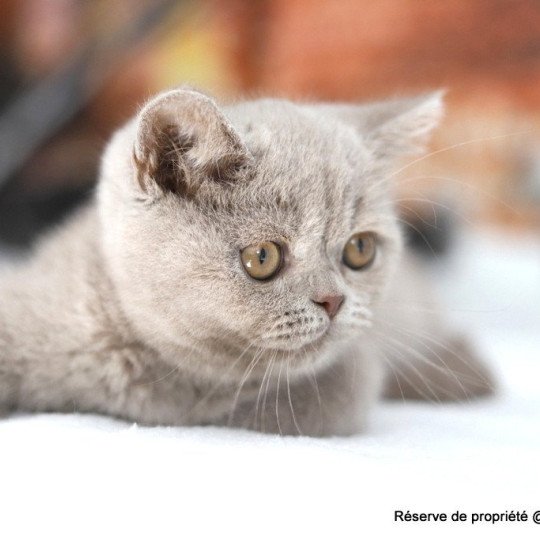 chat British Shorthair lilac Wictor French Chatterie CARBIN lilac 